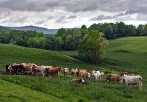 Calgary-based companies reinventing herd management with technology