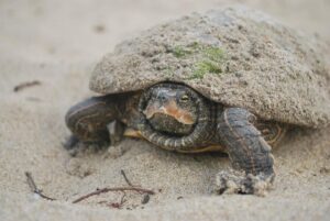 Ontario’s ‘Turtle Taxi’ Heroes Saving Turtles