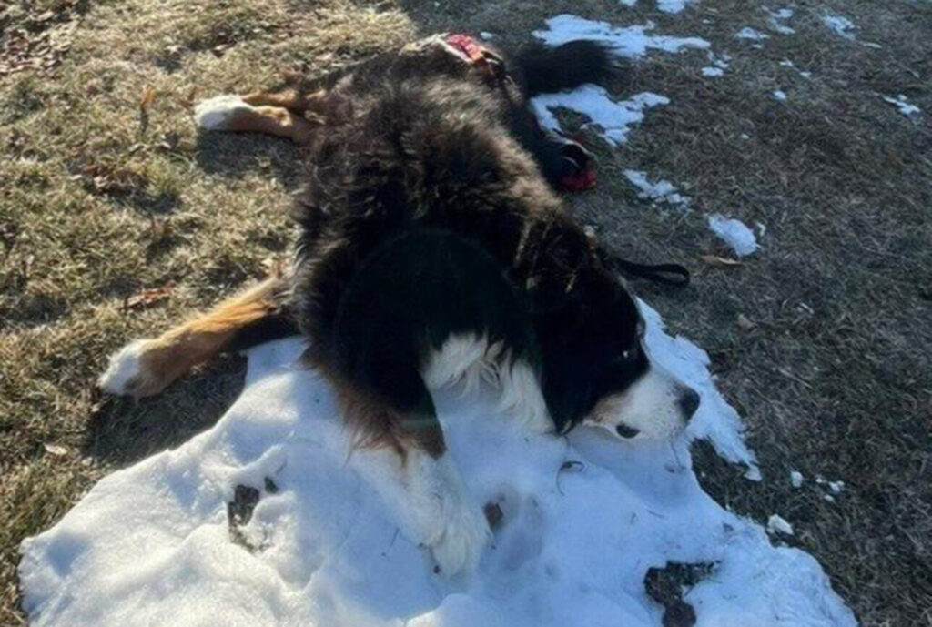Kingston Community Helps Make Dog’s Last Day Special