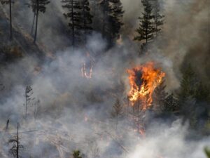 Wildfire Recovery Fund Helps Those Impacted by Wesley Ridge Fire