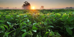 BASF Program Helps Growers Give Back to Their Communities