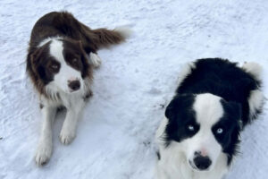Community Helps Family Find Missing Dogs