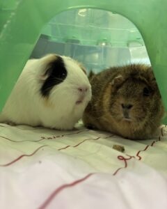 Cupid Treats for Furry Feets Supports Shelter Services