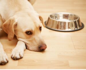 Yukon’s Humane Society Helps With Free Pet Food