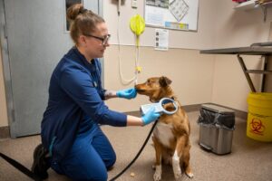 Anonymous $200,000 Donation to Help Edmonton Humane Society Renovations